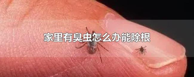 家里有臭虫怎么办能除根 家里有臭虫怎么办能除根