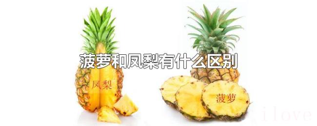 菠萝和凤梨有什么区别 菠萝和凤梨有什么区别