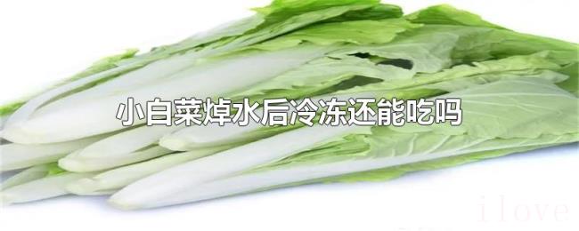 小白菜焯水后冷冻还能吃吗