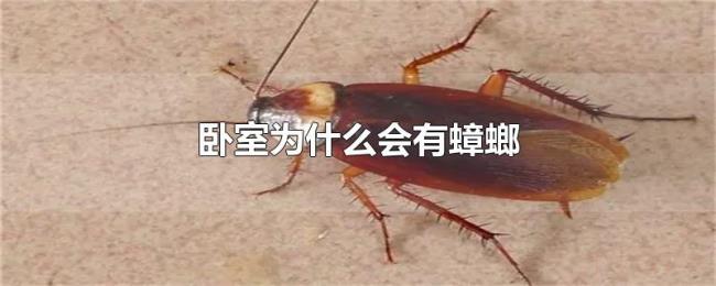 卧室为什么会有蟑螂