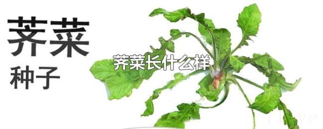 荠菜长什么样 荠菜长什么样