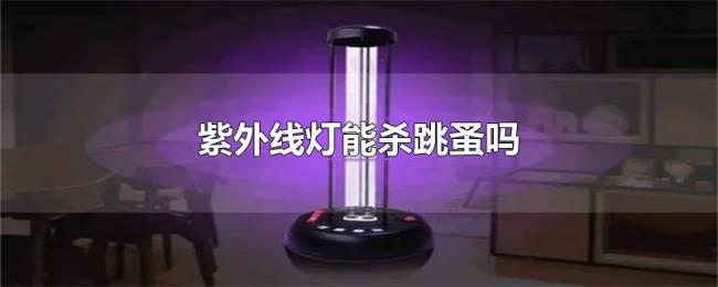 紫外线灯能杀跳蚤吗
