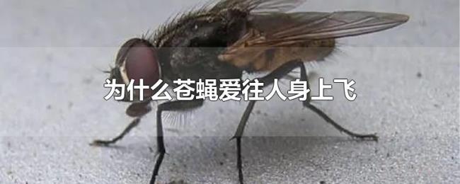 为什么苍蝇爱往人身上飞