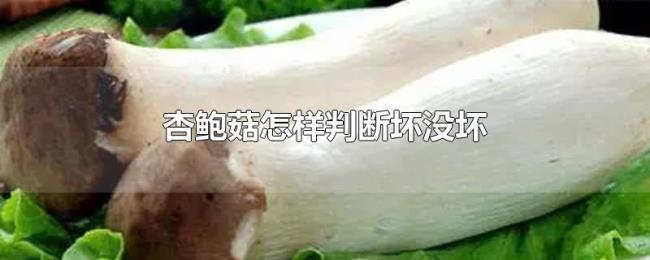 杏鲍菇怎样判断坏没坏