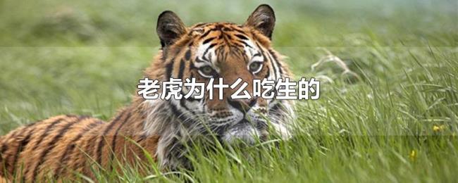 老虎为什么吃生的 老虎为什么吃生的