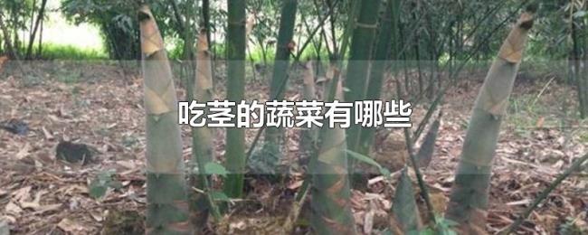吃茎的蔬菜有哪些 吃茎的蔬菜有哪些