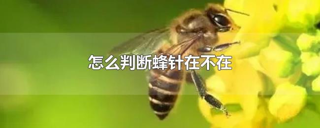 怎么判断蜂针在不在 怎么判断蜂针在不在