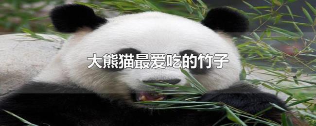 大熊猫最爱吃的竹子