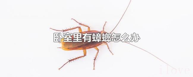 卧室里有蟑螂怎么办
