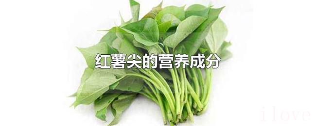 红薯尖的营养成分 红薯尖的营养成分