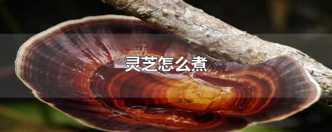 灵芝怎么煮 灵芝怎么煮