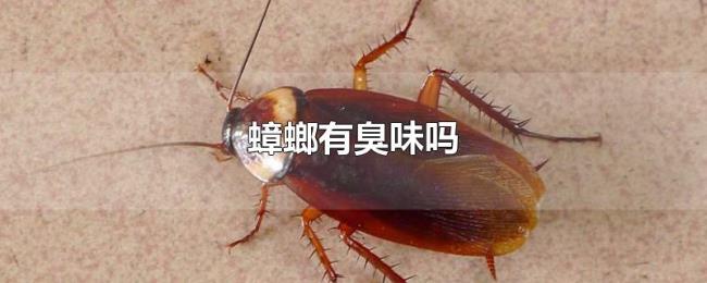 蟑螂有臭味吗 蟑螂有臭味吗
