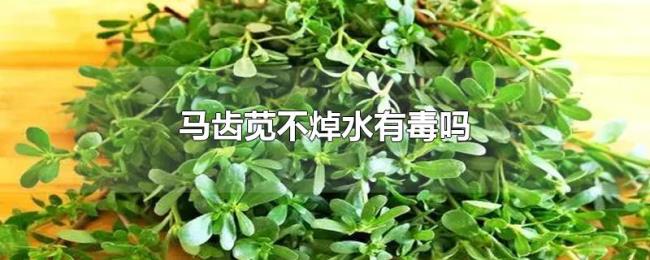 马齿苋不焯水有毒吗
