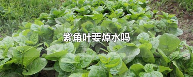 紫角叶要焯水吗 紫角叶要焯水吗