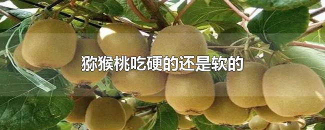 猕猴桃吃硬的还是软的 猕猴桃吃硬的还是软的