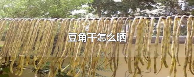 豆角干怎么晒 豆角干怎么晒