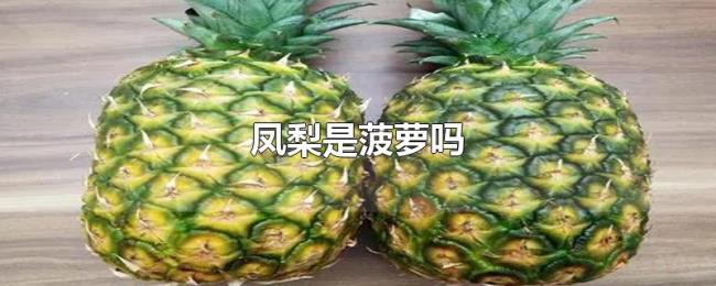 凤梨是菠萝吗 凤梨是菠萝吗