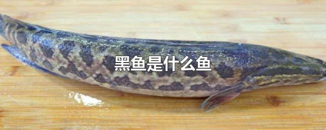 黑鱼是什么鱼
