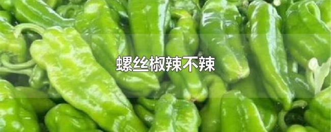 螺丝椒辣不辣 螺丝椒辣不辣
