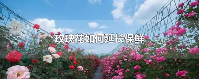 玫瑰花如何延长保鲜