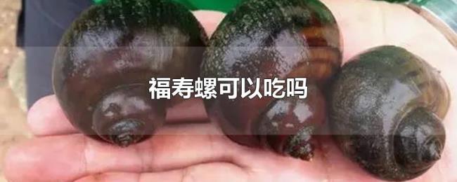 福寿螺可以吃吗 福寿螺可以吃吗