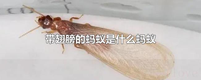 带翅膀的蚂蚁是什么蚂蚁