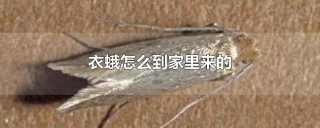 衣蛾怎么到家里来的 衣蛾怎么到家里来的