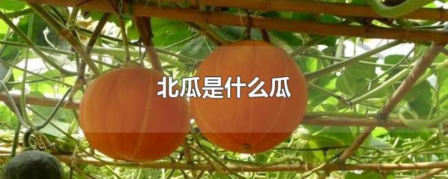 北瓜是什么瓜