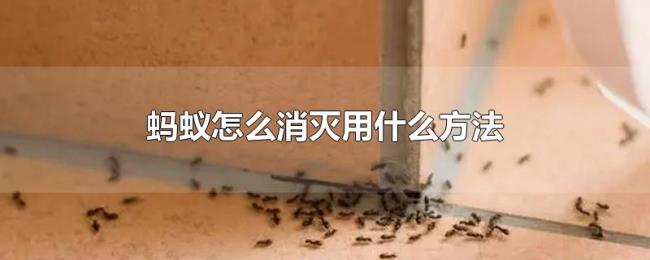 蚂蚁怎么消灭用什么方法 蚂蚁怎么消灭用什么方法
