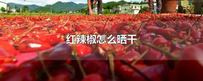红辣椒怎么晒干 红辣椒怎么晒干