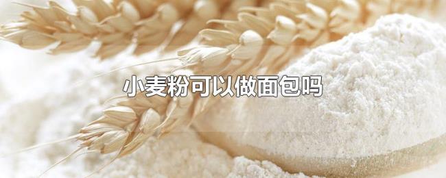 小麦粉可以做面包吗 小麦粉可以做面包吗