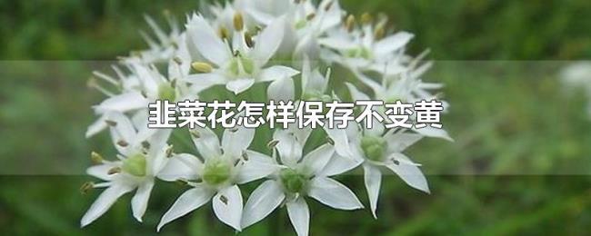 韭菜花怎样保存不变黄