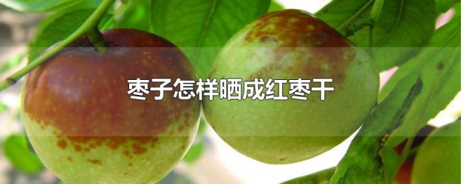 枣子怎样晒成红枣干 枣子怎样晒成红枣干