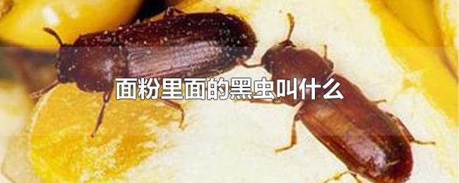 面粉里面的黑虫叫什么 面粉里面的黑虫叫什么