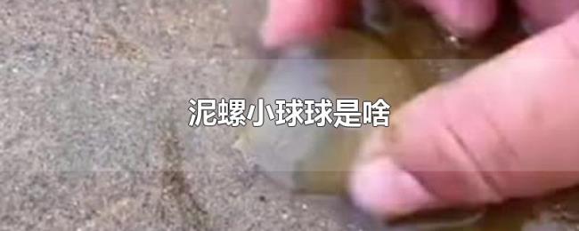泥螺小球球是啥 泥螺小球球是啥