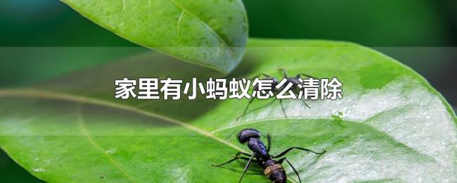 家里有小蚂蚁怎么清除 家里有小蚂蚁怎么清除