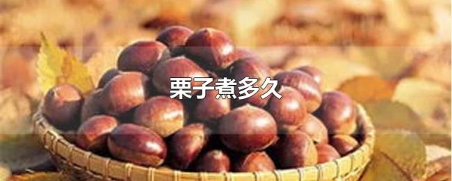 栗子煮多久 栗子煮多久