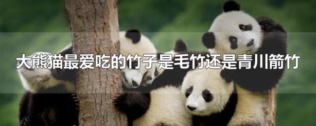 大熊猫最爱吃的竹子是毛竹还是青川箭竹 大熊猫最爱吃的竹子是毛竹还是青川箭竹