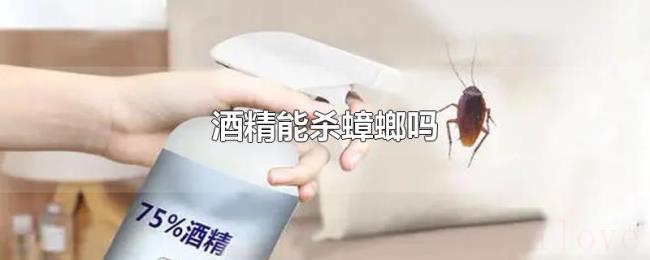 酒精能杀蟑螂吗