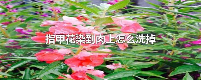 指甲花染到肉上怎么洗掉