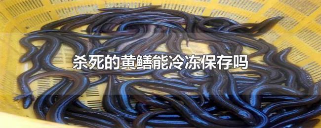 杀死的黄鳝能冷冻保存吗