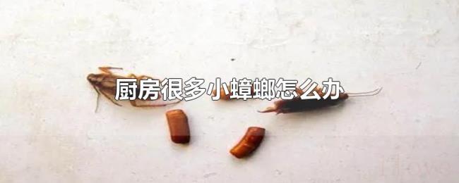厨房很多小蟑螂怎么办