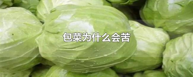 包菜为什么会苦