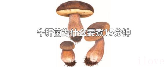 牛肝菌为什么要煮15分钟 牛肝菌为什么要煮15分钟