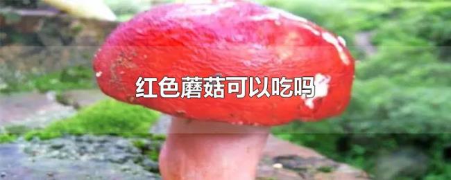 红色蘑菇可以吃吗