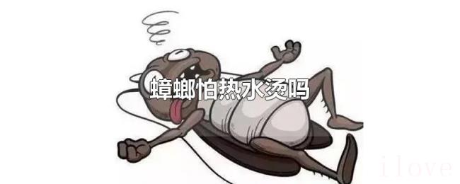 蟑螂怕热水烫吗 蟑螂怕热水烫吗