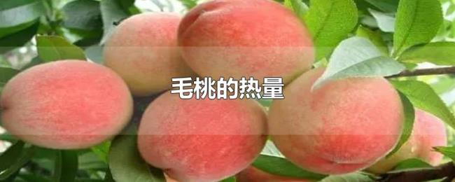 毛桃的热量 毛桃的热量