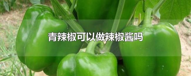 青辣椒可以做辣椒酱吗 青辣椒可以做辣椒酱吗