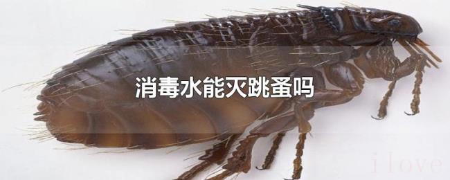 消毒水能灭跳蚤吗