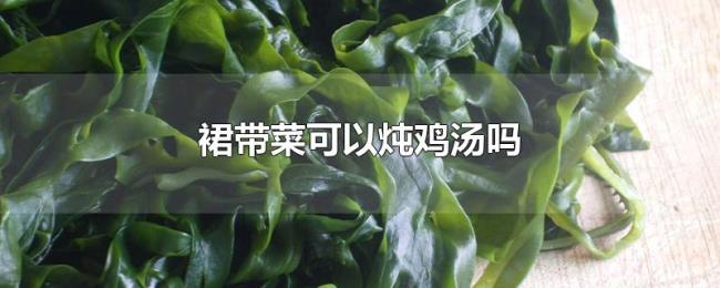 裙带菜可以炖鸡汤吗 裙带菜可以炖鸡汤吗